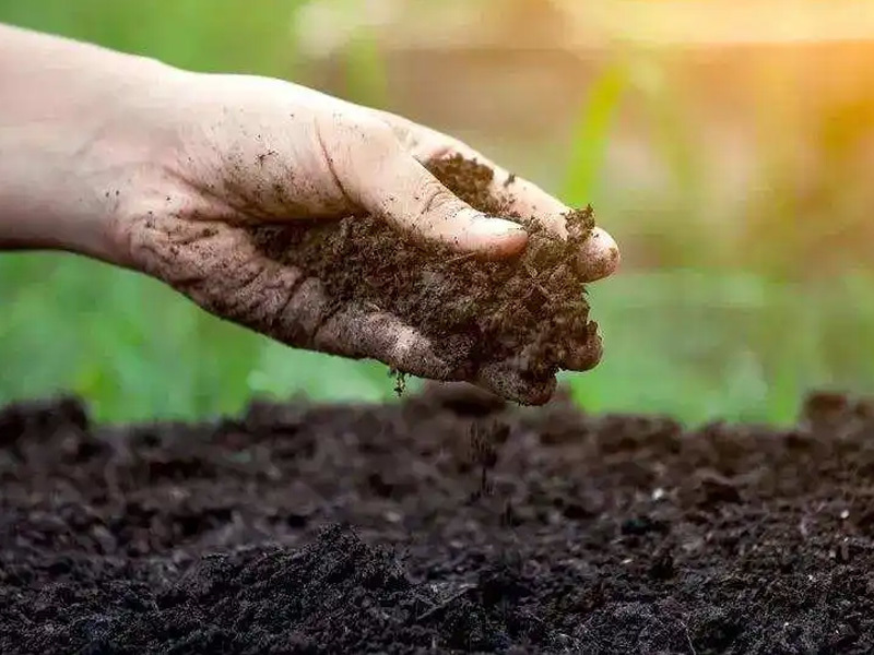 East Sunrise East Sunrise